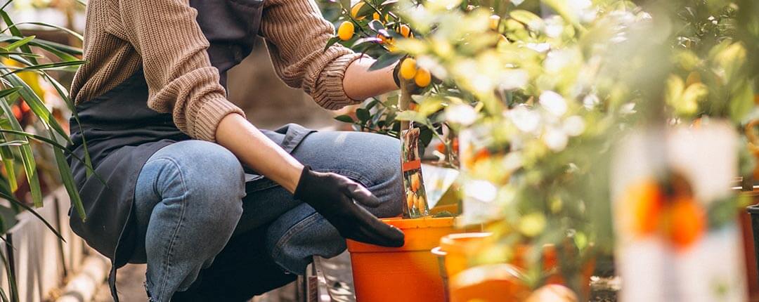 Frühbeete im Gewächshaus – natürlich mit Bioqualität